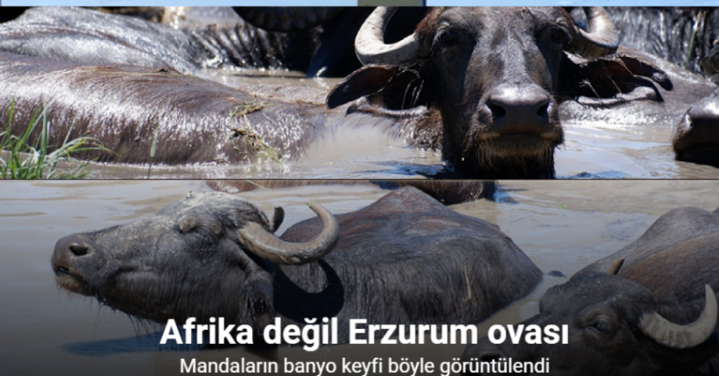 Burası Afrika değil Erzurum Ovası