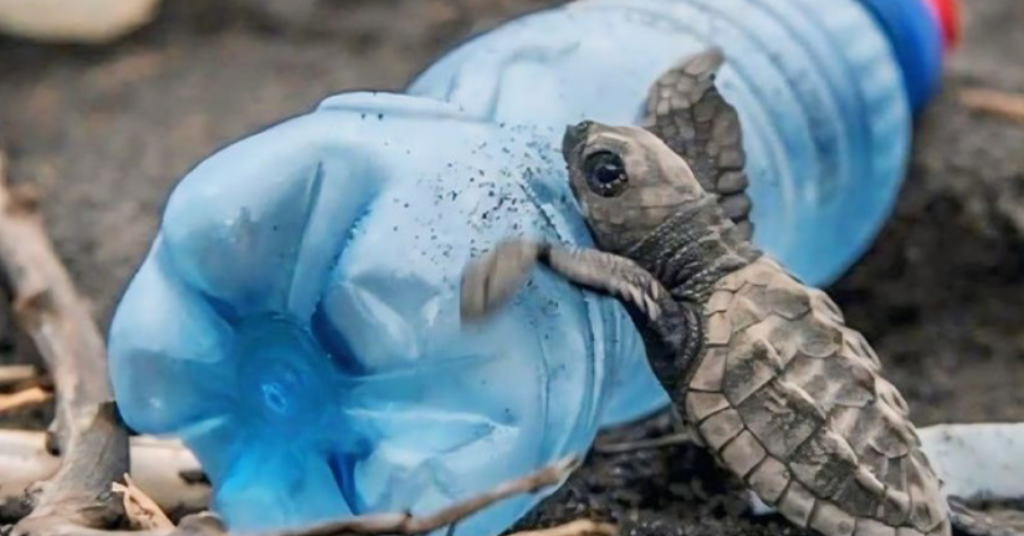 Caretta carettaların plastiklerle mücadelesi