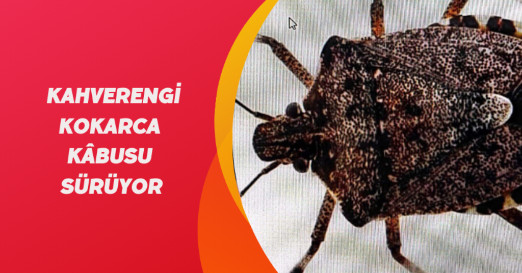 Kahverengi kokarca kâbusu sürüyor