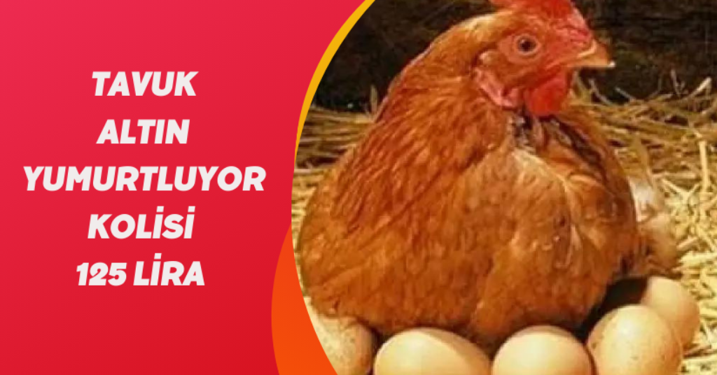 Tavuk Altın Yumurtluyor Kolisi 125 Lira
