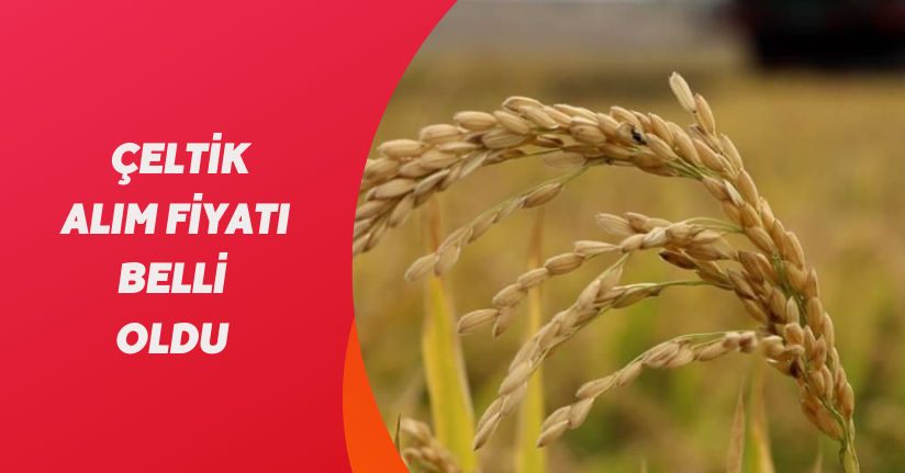 Çeltik Alım Fiyatı Belli Oldu