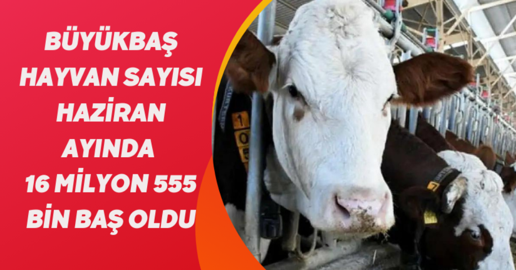 Büyükbaş hayvan sayısı Haziran ayında 16 milyon 555 bin baş oldu