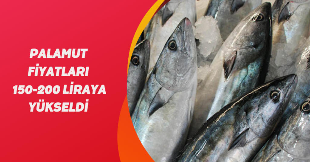 Palamut fiyatları 150-200 liraya yükseldi