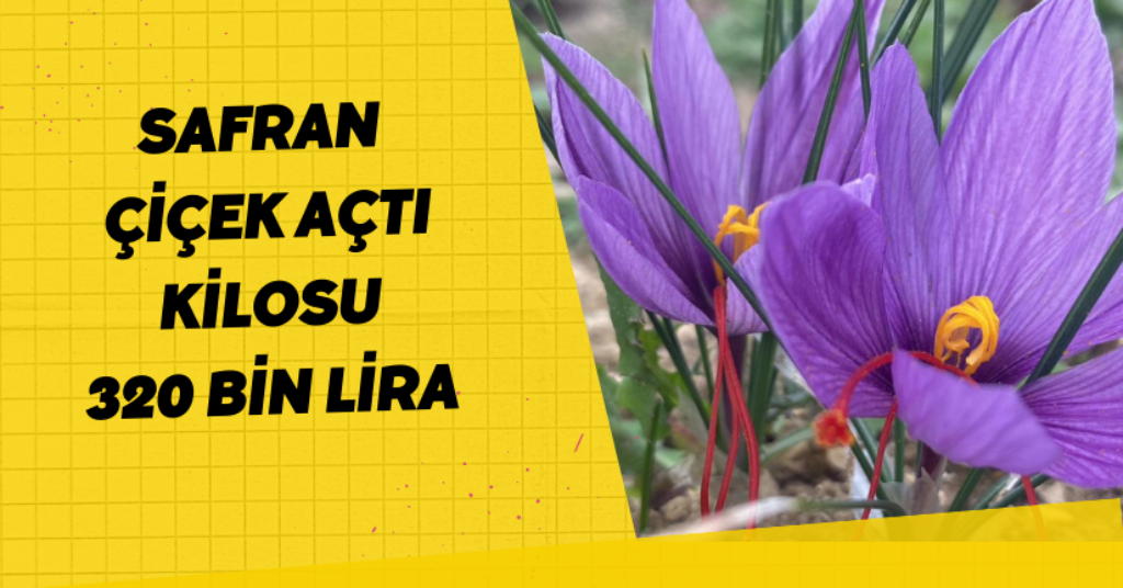 Safran çiçek açtı; kilosu 320 bin lira
