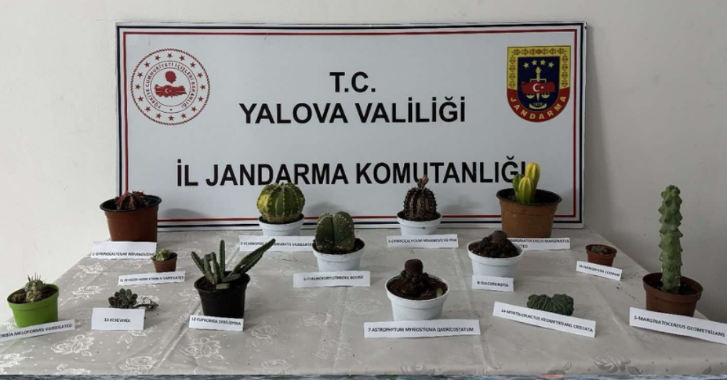 Yalova’da 60 bin lira değerindeki 14 kaktüsü çalan zanlı yakalandı