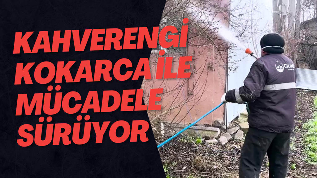 Kahverengi Kokarca İle Mücadele Sürüyor