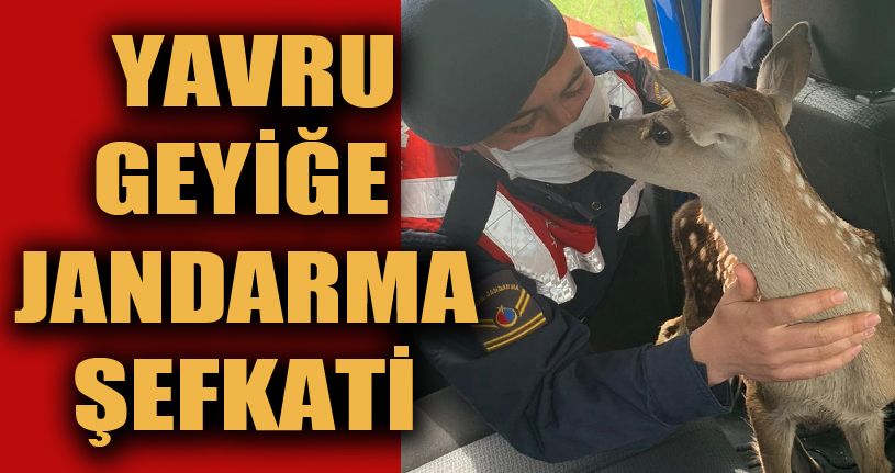 Jandarma ekipleri yorgun düşen yavru geyiği elleri ile besledi