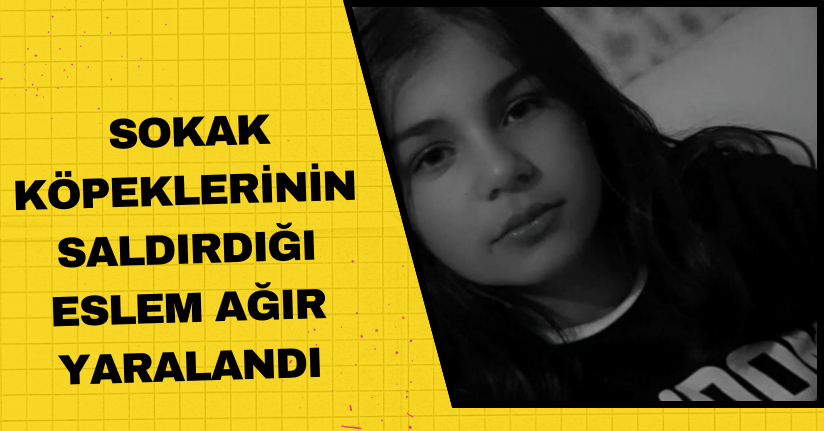 Sokak köpeklerinin saldırdığı Eslem, ağır yaralandı