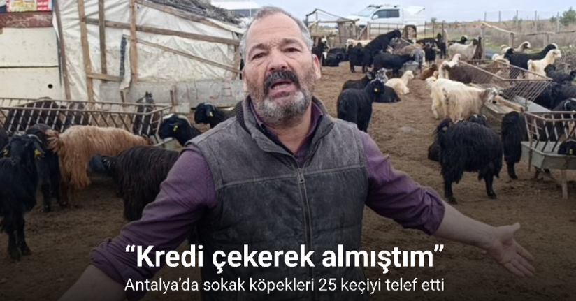 Antalya’da sokak köpekleri 25 keçiyi telef etti