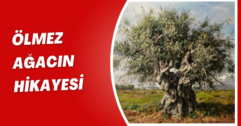 Ölmez Ağacın Hikayesi: Mitolojide Zeytinyağı