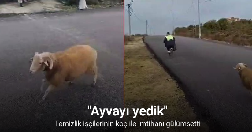 Beykoz’da koç, temizlik işçilerine zor anlar yaşattı