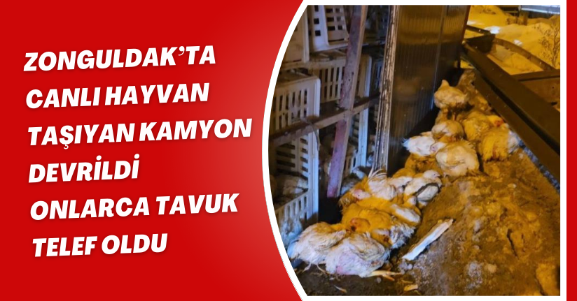 Zonguldak’ta canlı hayvan taşıyan kamyon devrildi, onlarca tavuk telef oldu
