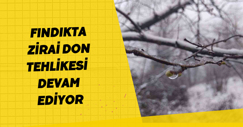 Fındıkta zirai don tehlikesi devam ediyor