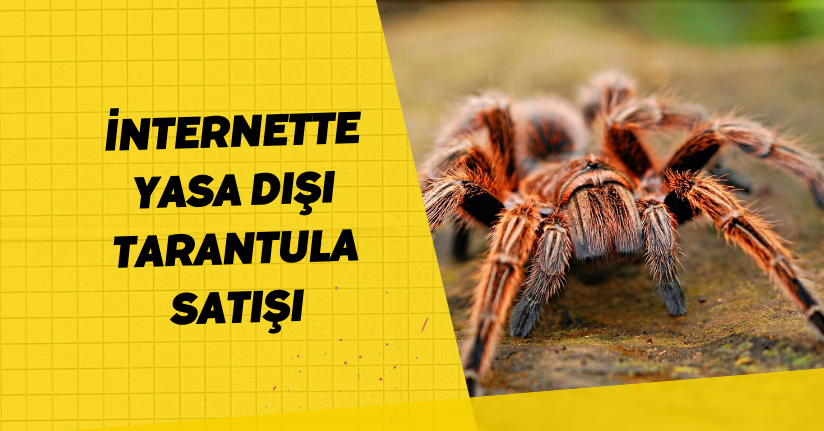 İnternette yasa dışı tarantula satışı
