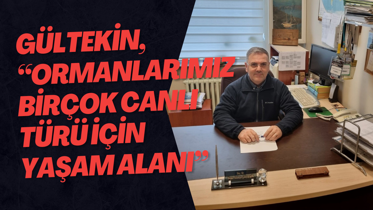 Gültekin, 