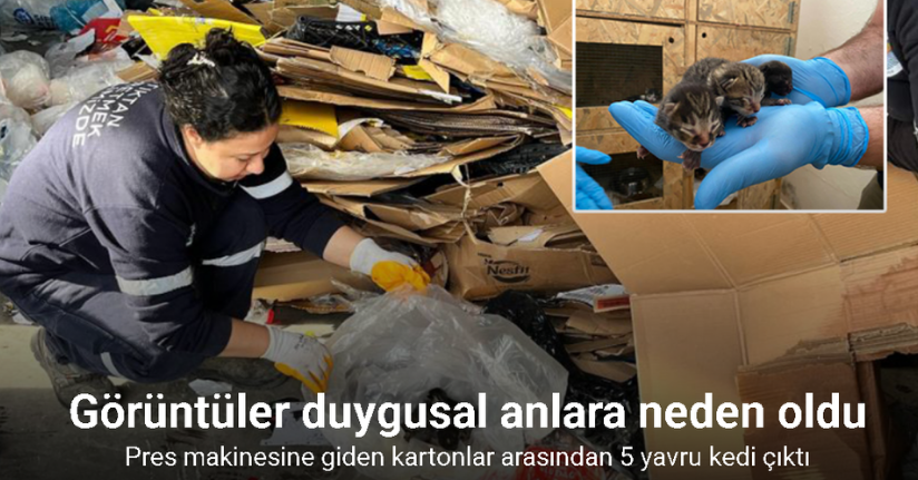 Pres makinesine giden kartonlar arasından 5 yavru kedi çıktı
