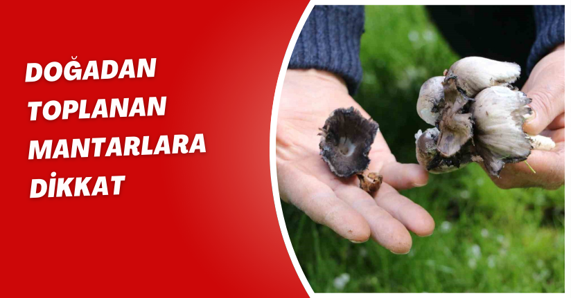 Doğadan toplanan mantarlara dikkat