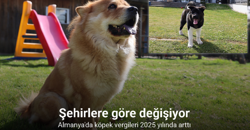 Almanya'da köpek vergileri 2025 yılında arttı