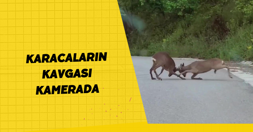 Karacaların kavgası kamerada