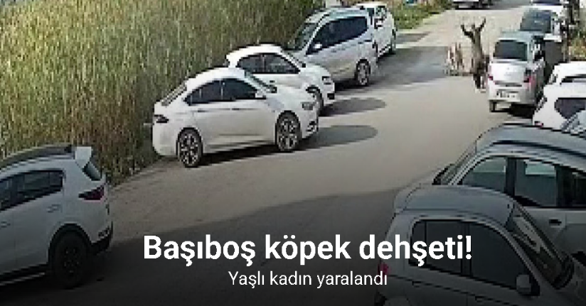 Sokak köpeklerinin saldırdığı yaşlı kadın yaralandı