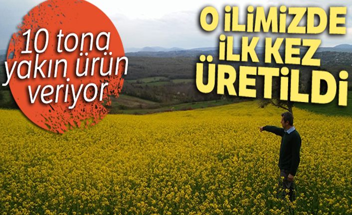 Sinop'ta 'lenox' bitkisi üretilmeye başlandı