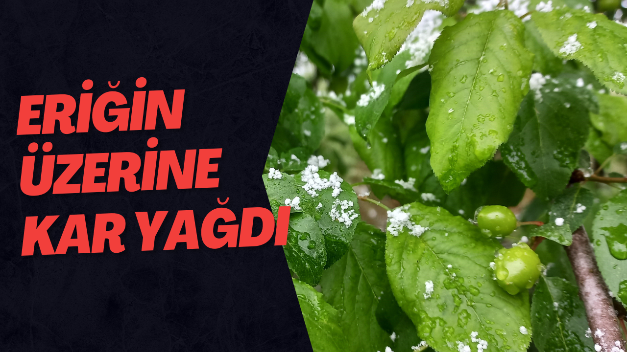Eriğin Üzerine Kar Yağdı