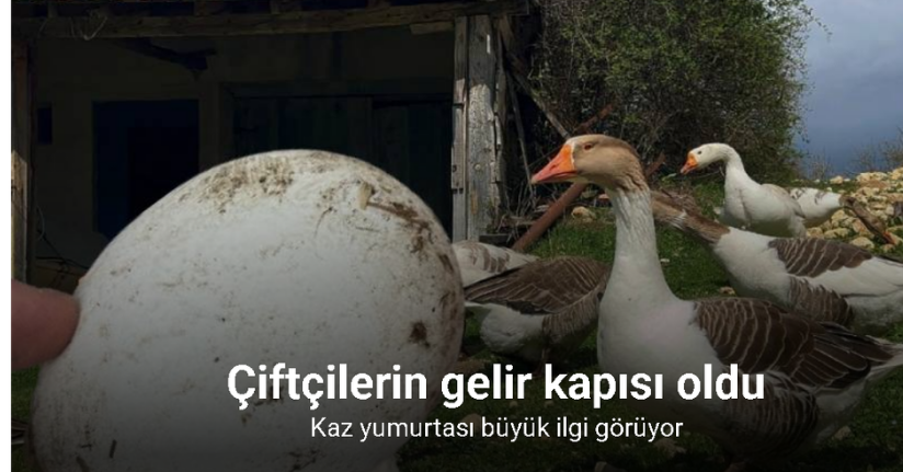 Çiftçilerin gelir kapısı oldu: Kaz yumurtası büyük ilgi görüyor