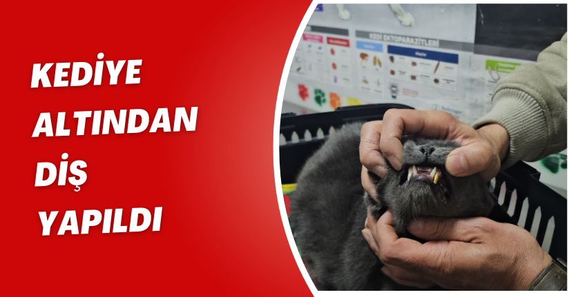Kediye altından diş yapıldı