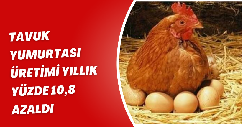 Tavuk yumurtası üretimi yıllık yüzde 10,8 azaldı