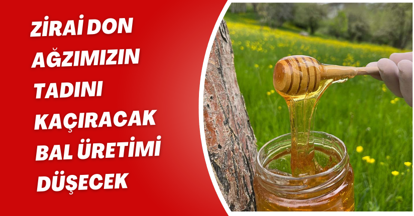 Zirai don ağzımızın tadını kaçıracak; bal üretimi düşecek