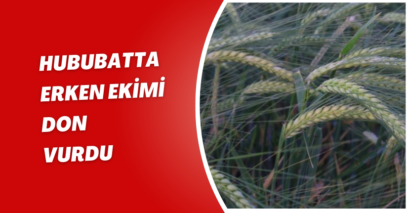 Hububatta erken ekimi don vurdu