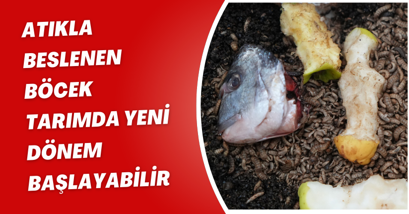 Atıkla beslenen böcek: Tarımda yeni dönem başlayabilir