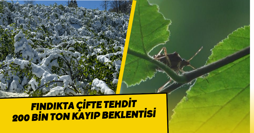 Fındıkta çifte tehdit; 200 bin ton kayıp beklentisi
