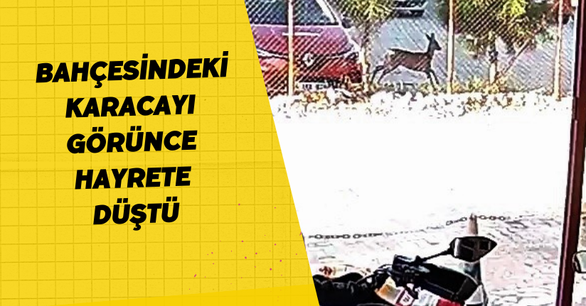 Bahçesindeki karacayı görünce hayrete düştü