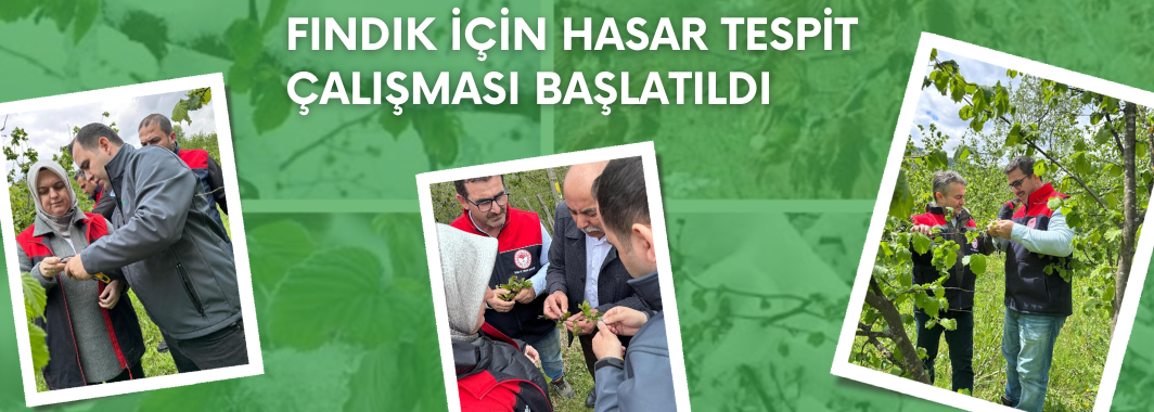Fındık için hasar tespit çalışması başlatıldı