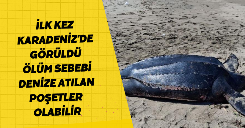 İlk kez Karadeniz'de görüldü: Ölüm sebebi denize atılan poşetler olabilir