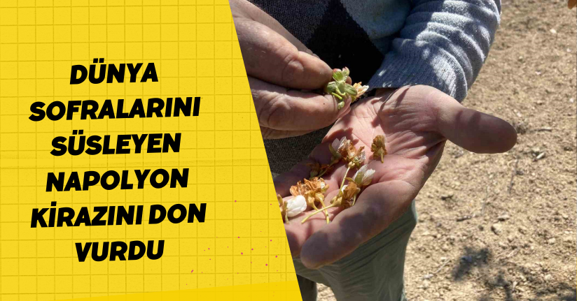 Dünya sofralarını süsleyen ‘Napolyon’ kirazını don vurdu