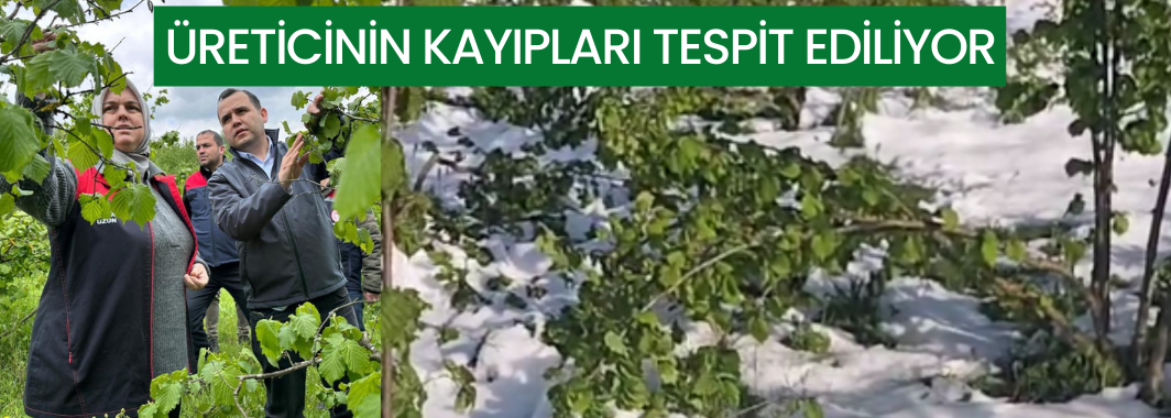 Üreticinin kayıpları tespit ediliyor