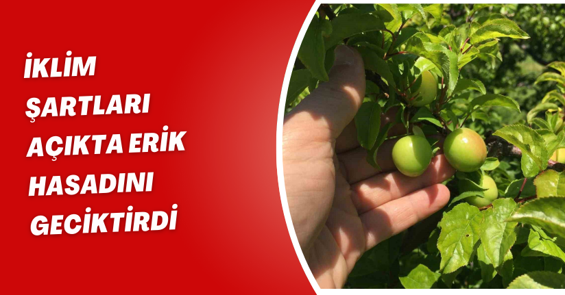 İklim şartları açıkta erik hasadını geciktirdi