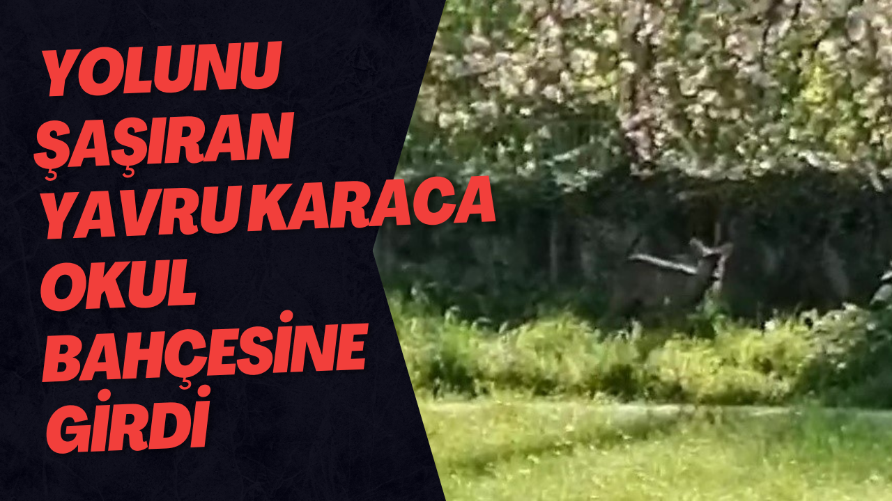 Yolunu Şaşıran Yavru Karaca Okul Bahçesine Girdi