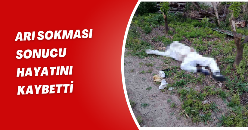 Arı sokması sonucu hayatını kaybetti