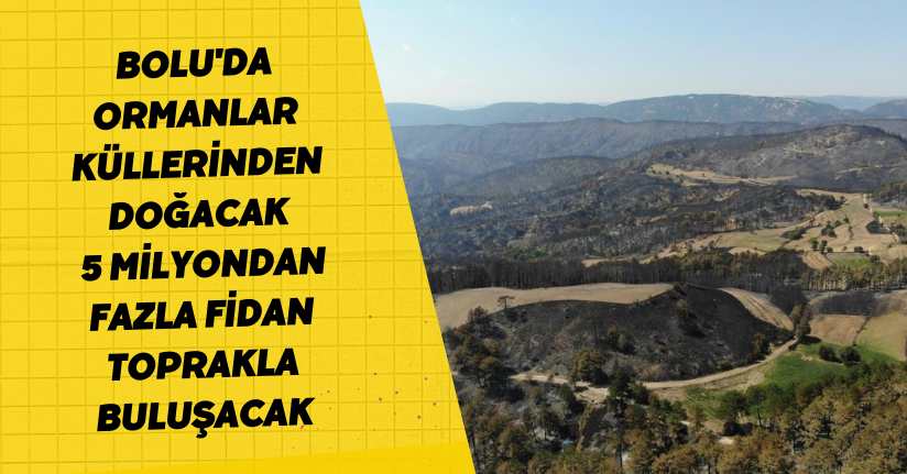Bolu'da ormanlar küllerinden doğacak: 5 milyondan fazla fidan toprakla buluşacak