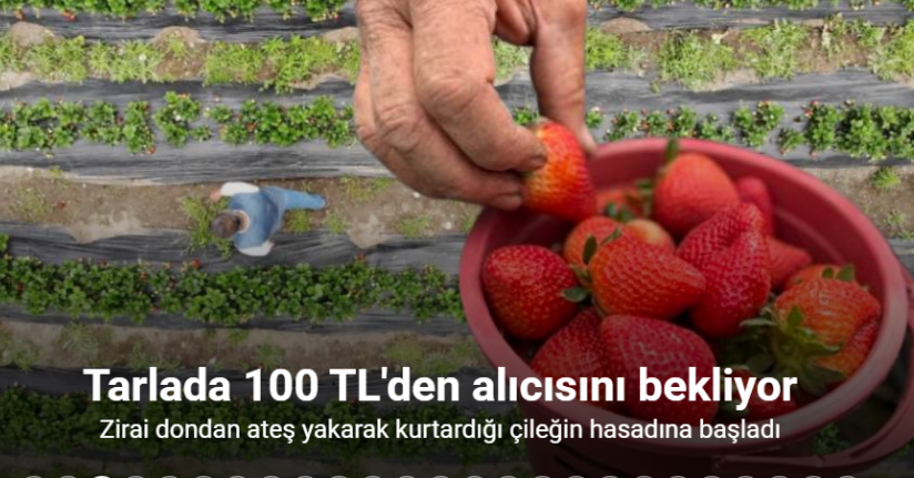 Zirai dondan ateş yakarak kurtardığı çileğin hasadına başladı