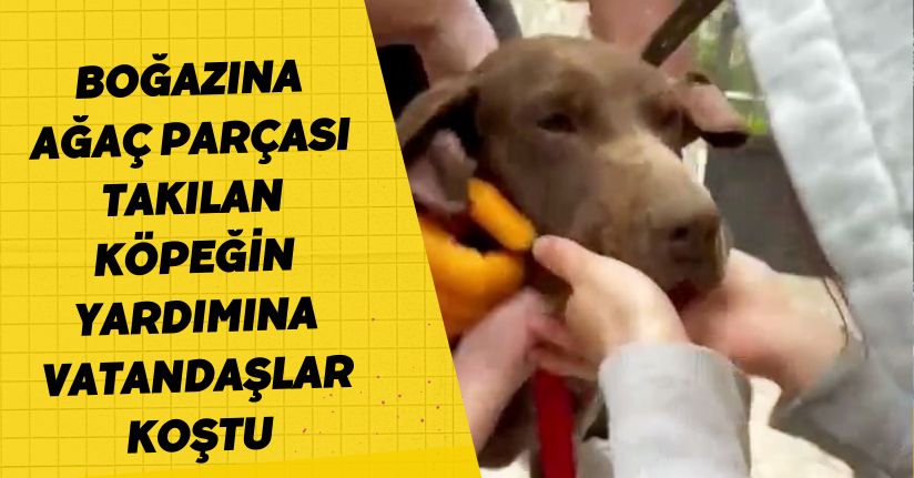 Boğazına ağaç parçası takılan köpeğin yardımına vatandaşlar koştu