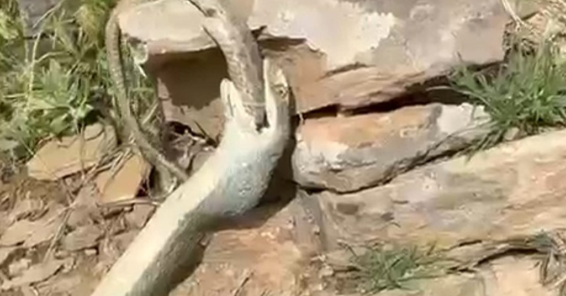 Hakkari’de bir yılan başka bir yılanı yerken görüntülendi