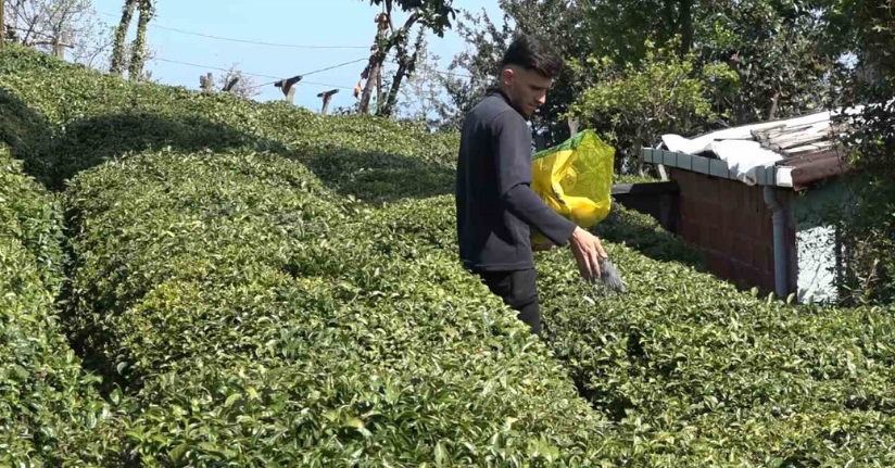 Yaş çay üreticileri son hazırlıklarını tamamlıyor