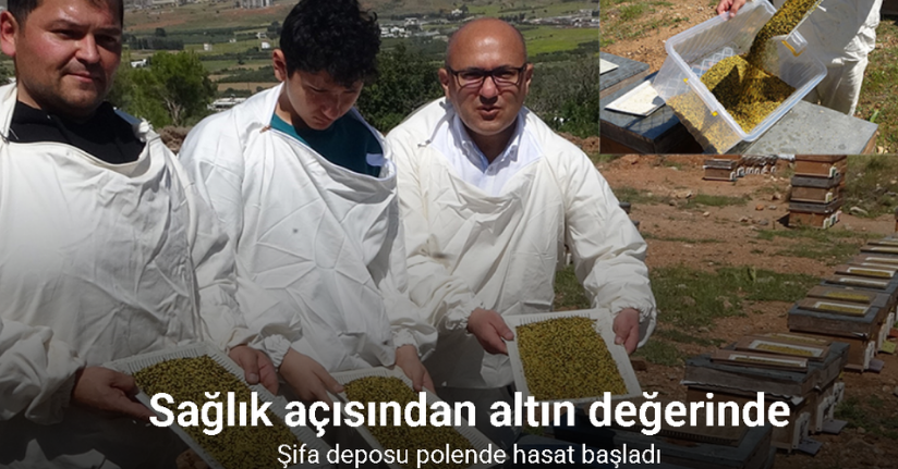 Bahar meyvesini verdi: Şifa deposu polende hasat başladı