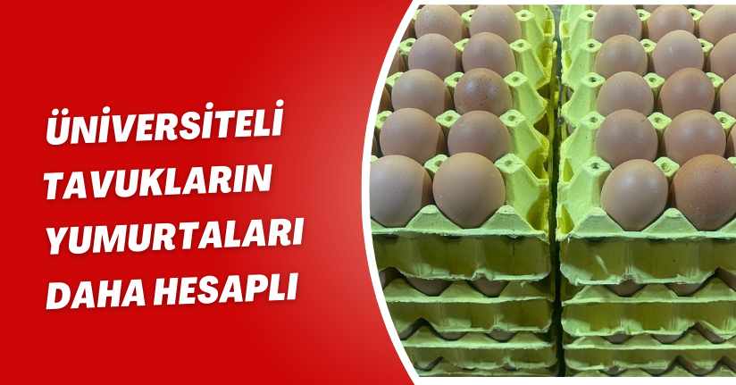 Üniversiteli tavukların yumurtaları daha hesaplı