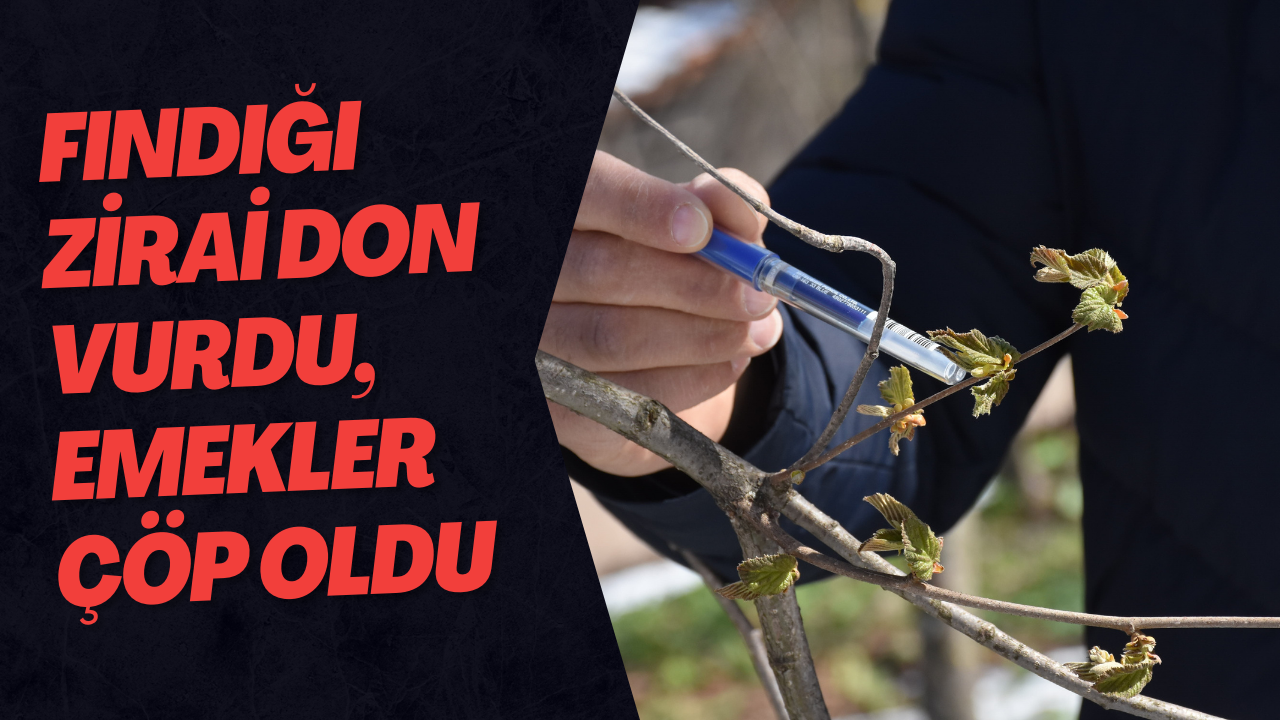 Fındığı Zirai Don Vurdu, Emekler Çöp Oldu