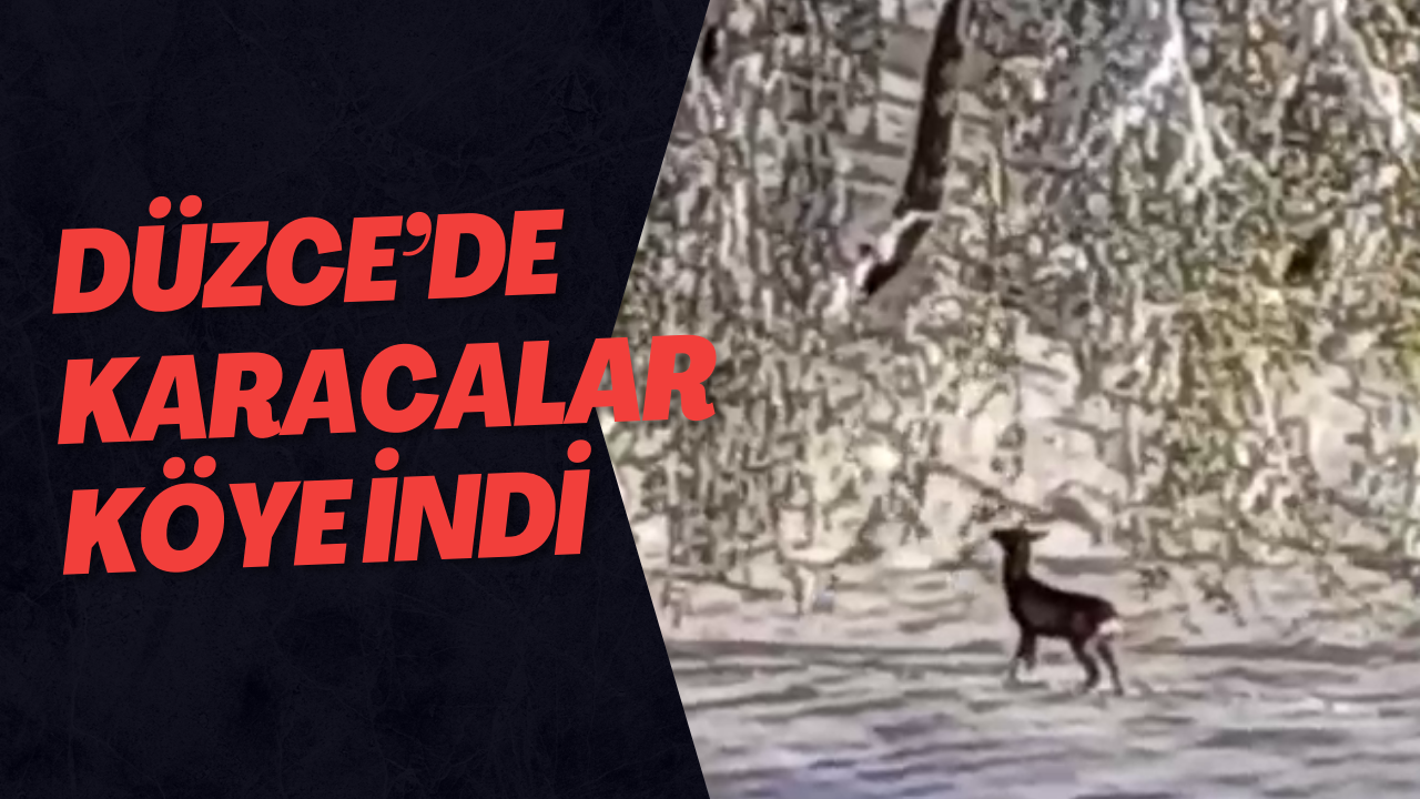 Düzce’de Karacalar Köye İndi